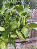 Un-rooted Pixie Mandarin Cuttings - Six (6X) Grow Your Own Citrus Trees - Citrus reticulata 'Pixie'
