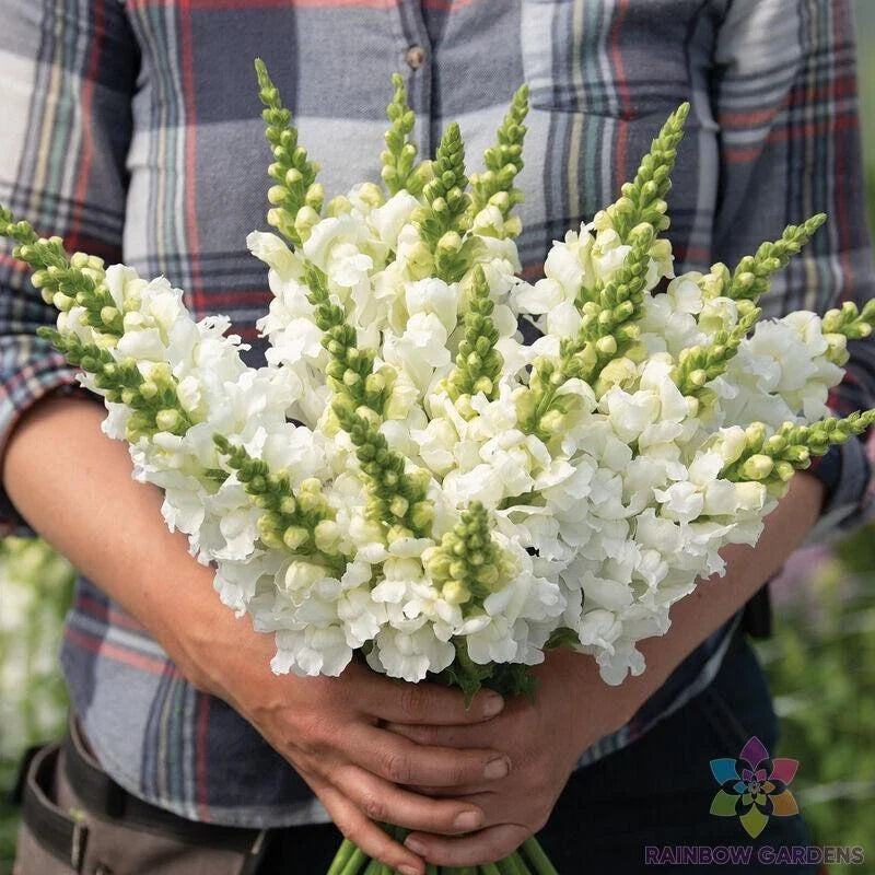 Legend White Snapdragon Seeds - 1000+ Count - Antirrhinum majus - Ideal for Garden Planting - USA Grown
