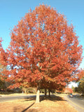Cherrybark Oak Tree Live Plant 12-16 Inches Bare Root Quercus pagoda Freshly Dug Missouri Grown Zone 5-9