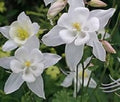 Columbine Seeds 20 Pure White Aquilegia Fresh for 2025