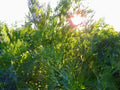Dill Seeds - Long Island Mammoth Variety - Fresh Dill Seeds for Gardening - Anethum graveolens