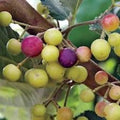 Sherbet Berry Plant - 10 Starter Plants - Edible Fruit - Grewia asiatica - Drought-Tolerant Shrub - Indoor/Outdoor Garden