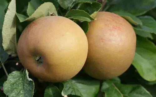 Zabergau Reinette Apple Seeds - 25+ Heirloom Seeds for Garden Planting - Malus domestica - USA