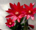 Red Easter Cactus Cuttings - 3 Fresh Cuttings - Rhipsalidopsis gaertneri - Perfect for Plant Propagation and Indoor Gardening