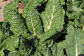 Fordhook Giant Swiss Chard Seeds - Non-GMO Heirloom Variety for Fresh Planting - Beta vulgaris subsp. cicla