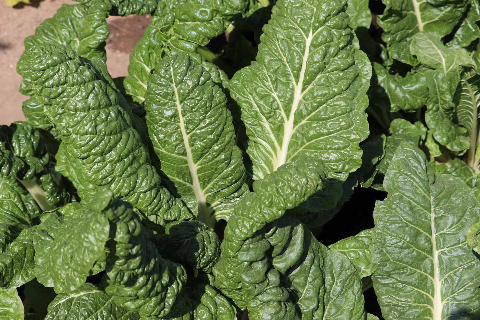 Fordhook Giant Swiss Chard Seeds - Non-GMO Heirloom Variety for Fresh Planting - Beta vulgaris subsp. cicla