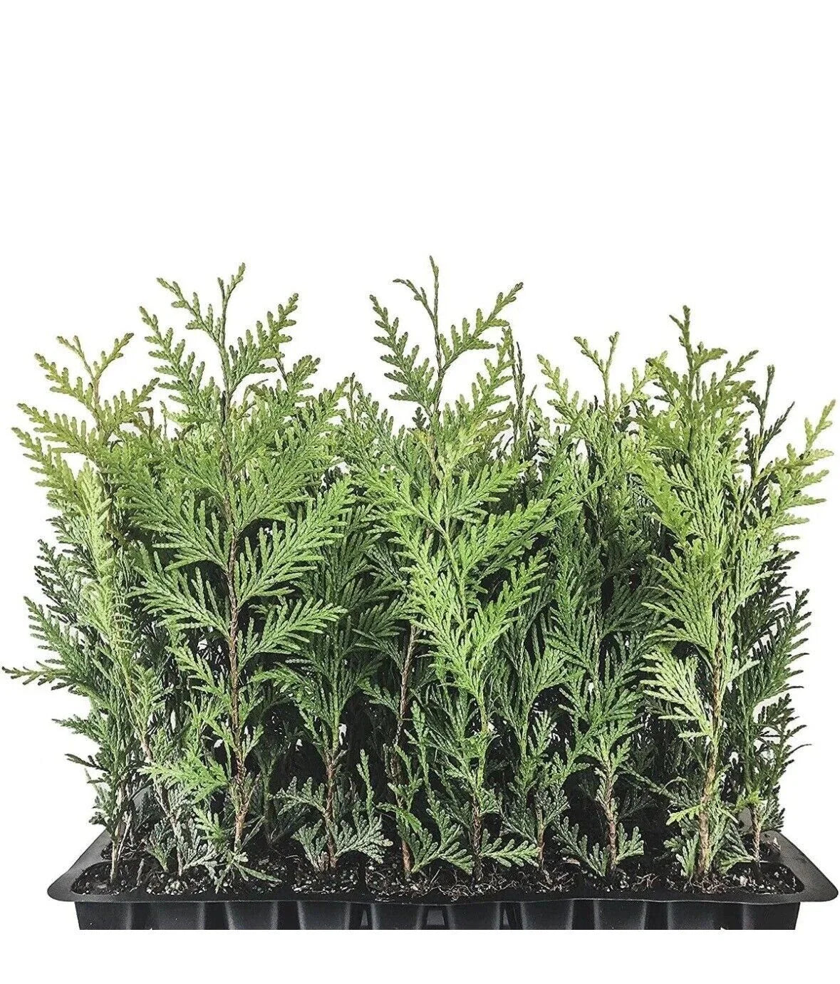 Emerald Green Arborvitae Trees - 10 Starter Plants, Thuja occidentalis 'Emerald Green', Privacy Shrubs, Cold Hardy, Pyramidal Shape
