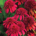50 Double Cranberry Coneflower Seeds - Echinacea Purpurea Perennial Flower Seeds for Garden Planting