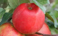 Honeycrisp Apple Seeds - 25+ for Garden Planting - Malus domestica - USA - Non-GMO