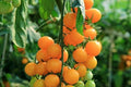Gold Nugget Cherry Tomato Seeds - Organic Heirloom - 30+ Seeds - Supersweet Variety - Solanum lycopersicum