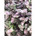 Tradescantia Pink Lady Cuttings - 10 Rooted Easy Care Plants for House or Office - Vibrant Indoor Greenery