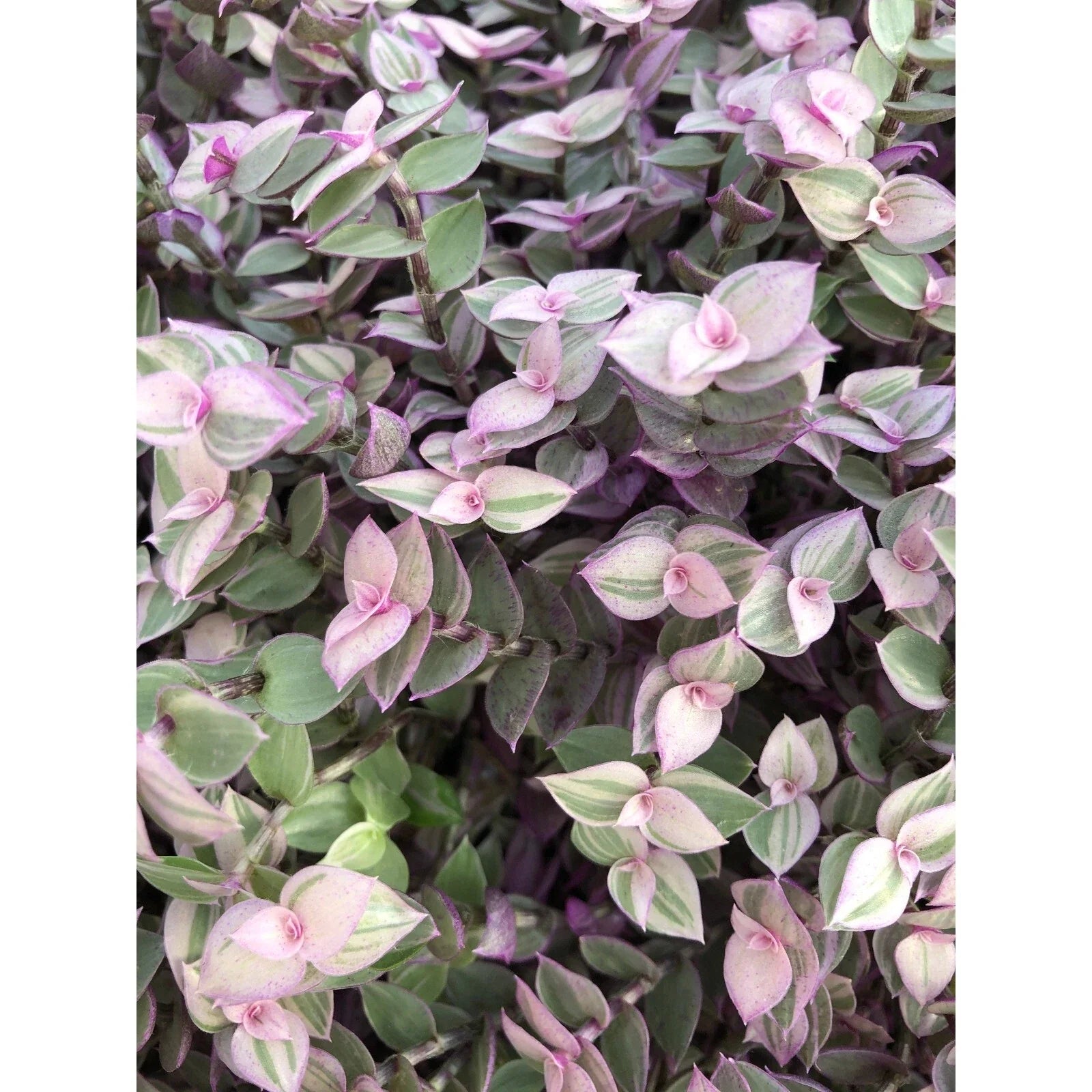 Tradescantia Pink Lady Cuttings - 10 Rooted Easy Care Plants for House or Office - Vibrant Indoor Greenery