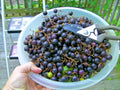 Organic Black Noble Muscadine Grape Vine Cuttings - 20 Thin Unrooted Cuttings - Vitis rotundifolia