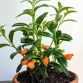 Goldfish Plant Seedling 3.5" Pot - Live Plant 7" Height - Columnea gloriosa