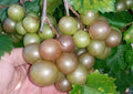 Scuppernong Muscadine Grape Vines 10 Pack - Vitis rotundifolia - Self-Fertile, Fast-Growing, Zones 7-10