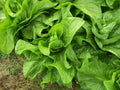 Sugar Loaf Endive Seeds - 750 Pack, NON-GMO Heirloom Variety, Cichorium endivia