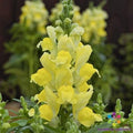 Snapdragon Seeds - 1000+ Candy Tops Yellow - Antirrhinum majus - Garden Planting Seeds - USA