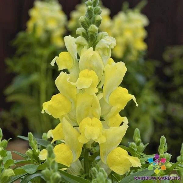Snapdragon Seeds - 1000+ Candy Tops Yellow - Antirrhinum majus - Garden Planting Seeds - USA