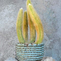 Variegated Monkey Tail Cactus Cluster - Cleistocactus colademononis variegata - Unique Succulent Plant for Home Decor