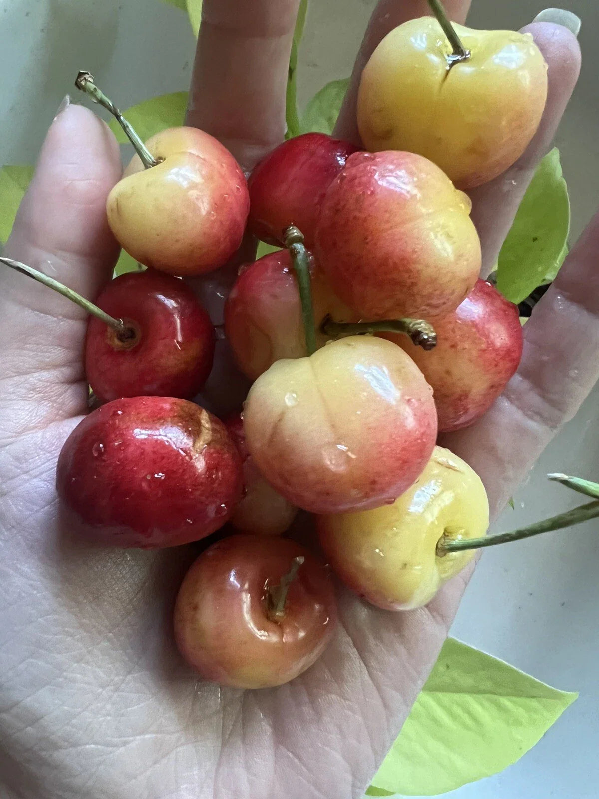 Rainier Cherry Pits - 5 Organic Non-GMO Seeds - Sweet Fruit Tree - Prunus avium
