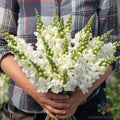 Snapdragon Seeds - 1000+ Legend White Variety - Antirrhinum majus - Perfect for Garden Planting - USA