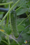 Cucino Persian Cucumber Seeds - 25+ Pack for Garden Planting - Cucumis sativus - USA - Non-GMO