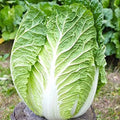 200+ Kyoto No 3 Japanese Napa Cabbage Seeds - Chinese Lettuce, Bok Choy - Brassica rapa var. pekinensis