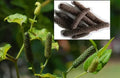 Long Pepper Vine Starter Plant - Piper longum - Indian Long Pepper - Rooted Herb for Culinary and Medicinal Use