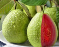 Pink Guava Seeds - 15+ Seeds, Psidium guajava, Tropical Fruit Seeds for Planting