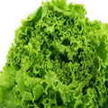 Organic Heirloom Green Lettuce Seeds - Salad Bowl Variety, 150+ Non-GMO Seeds, Perfect for Home Gardening