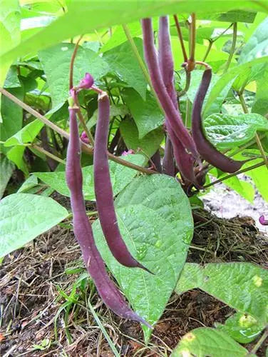 Royal Burgundy Bean Seeds - Fresh Heirloom Vegetable Seeds - Phaseolus vulgaris - FREE Shipping