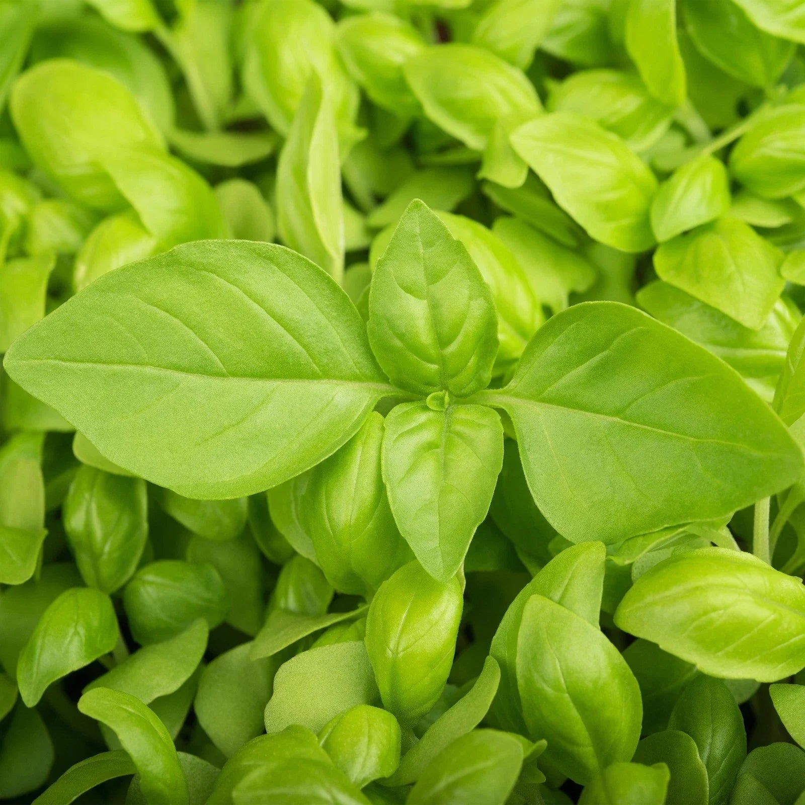 Lemon Basil Seeds - Lao Hoary Citrus Basil (Bai Manglak Ya) for 2025 Planting - Heirloom Culinary Herb