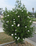 Gardenia Thunbergia Seeds - Rare South African Flowering Fragrant Fresh 3 Seed Pods
