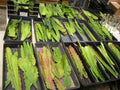 Epiphyllum Cuttings, Judy C. Orchid Cactus, Don's Cuttings AUG/1, Plant Propagation