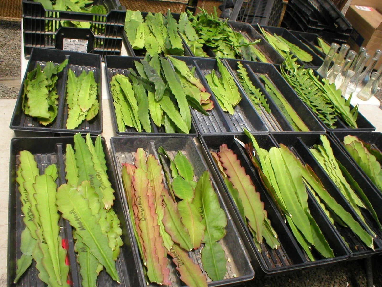 Epiphyllum Cuttings, Judy C. Orchid Cactus, Don's Cuttings AUG/1, Plant Propagation