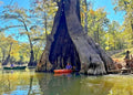 Southern Bald Swamp Cypress Tree Seeds - Taxodium distichum - Fast Fall Colors - Hardy Wetland Tree Seeds