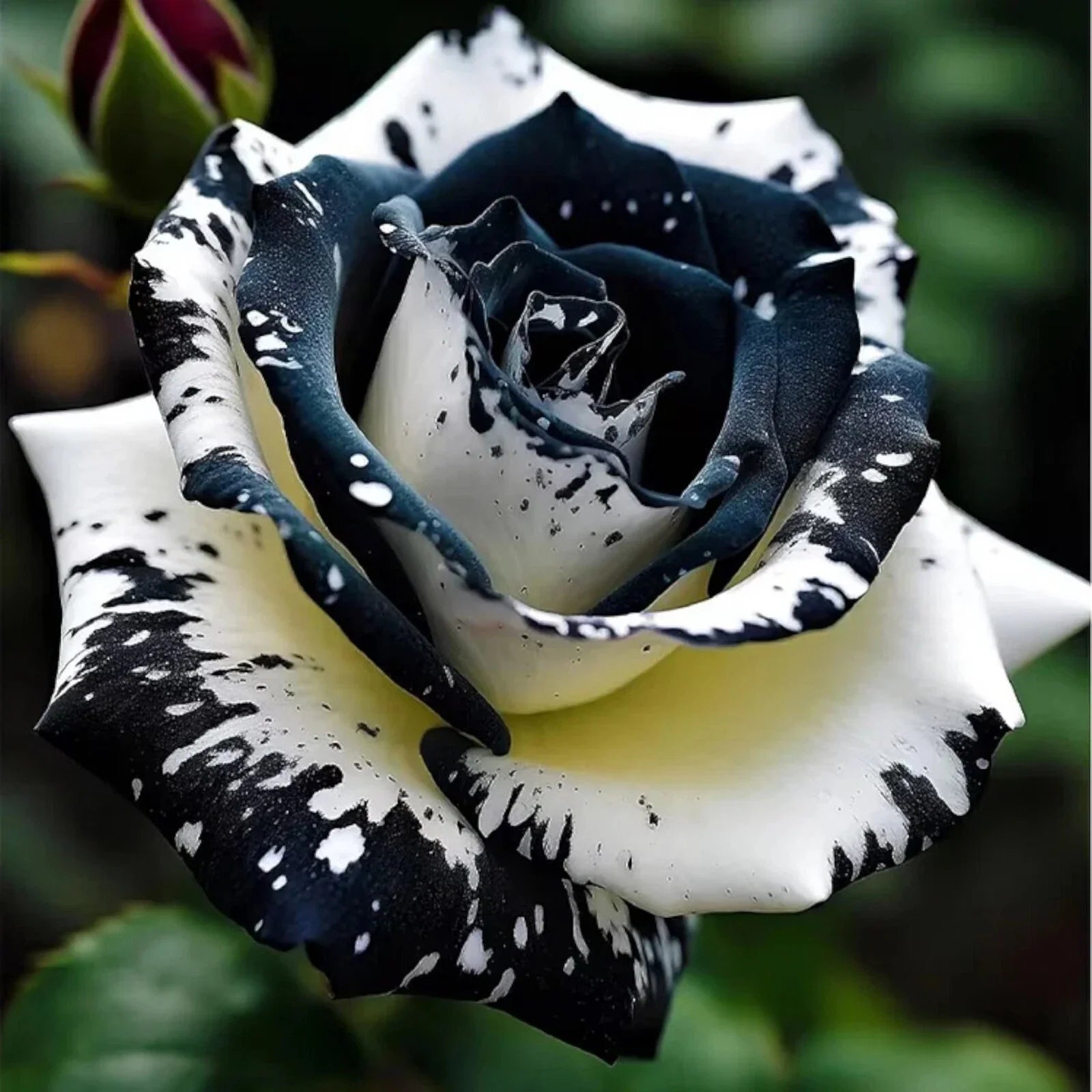 Rare Black & White Rose Seeds - 20pcs Non-GMO Heirloom - Ideal for Garden Planting - Perfect for Flower Enthusiasts