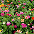 Zinnia Seeds Pumila Mix, Cut and Come Again, Variety Size Packets, Zinnia elegans