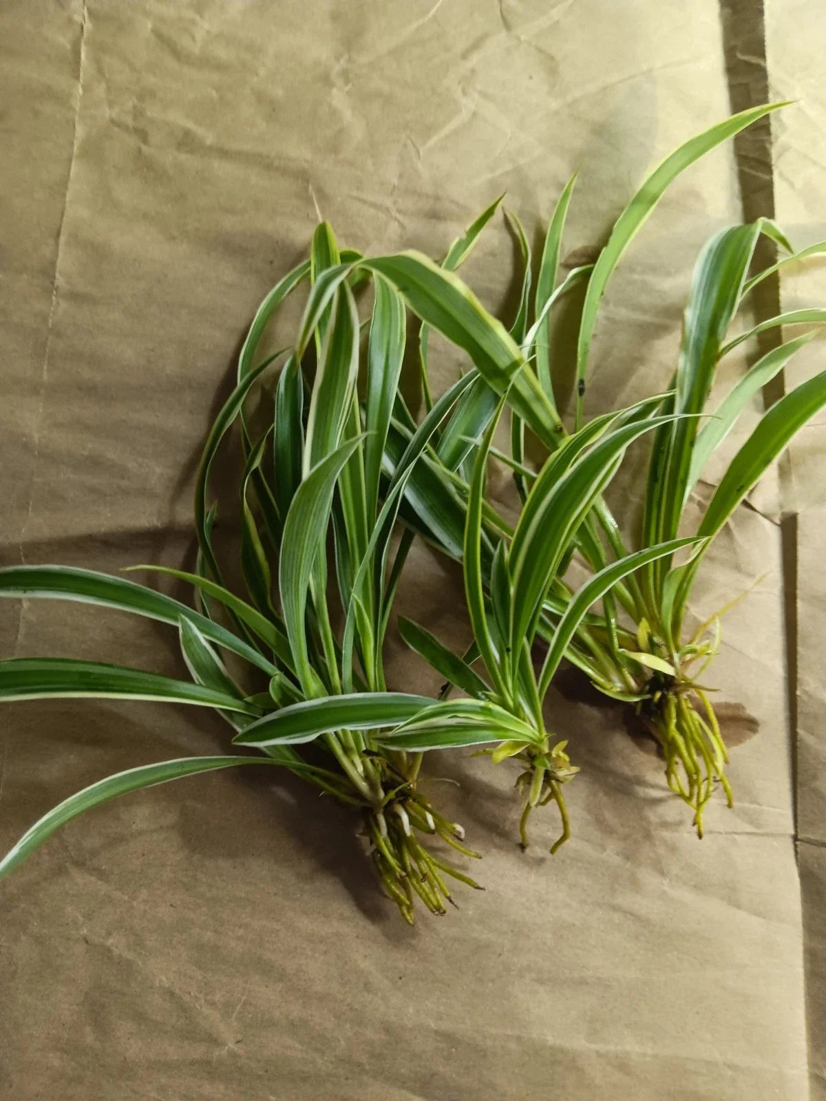 Reverse Variegated Spider Plant Pups - Easy Care Air Purifying Houseplant - Chlorophytum comosum
