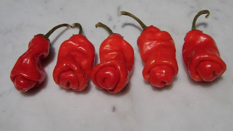 Red Peter Pepper Seeds - 10 Heirloom Seeds - Very Hot & Unique Chili (Capsicum annuum) - Rare Gift Idea