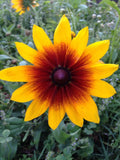 Gloriosa Daisy Seeds - 500+ HEIRLOOM RARE Flower Seeds - Rudbeckia hirta