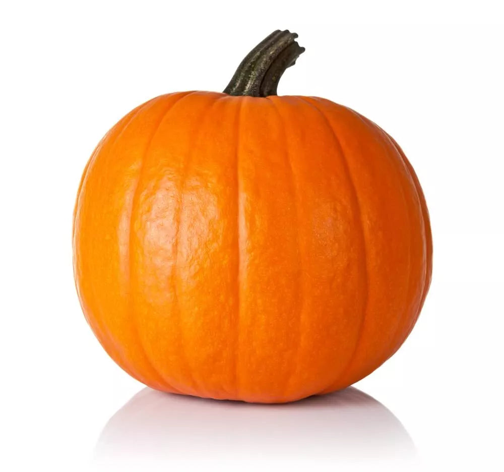 Spartan Pumpkin Seeds for Planting - 10 Seeds - All American Favorite - Cucurbita pepo - 20 Pound Bulk
