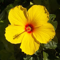 TEQUILA Hardy Hibiscus Plant - Yellow Flowering Hibiscus - 8 to 12 In - Hibiscus rosa-sinensis