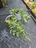Gracilis Lipstick Plant - Live Hanging Aeschynanthus Gracilis - 2.5" Pot - Indoor Houseplant