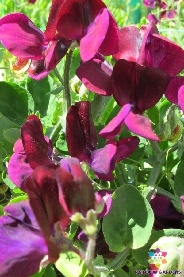 Cupid Mahogany Dwarf Sweet Pea Seeds - 50+ Pack - Lathyrus odoratus - Ideal for Garden - USA Shipping
