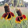 Mexican Hat Flower Seeds - 100 Fresh Seeds - Ratibida columnifera - Free USA Shipping