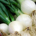 Crystal White Wax Onion Seeds | Heirloom Non-GMO | Vegetable Gardening | Allium cepa