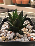Haworthia Succulent Plant - Easy to Grow Variety with 2 Free Cuttings - Ideal for Indoor Gardening