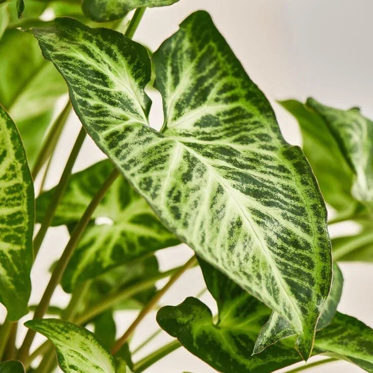 Syngonium Podophyllum - White Butterfly Arrowhead Vine Plant - Live Houseplant