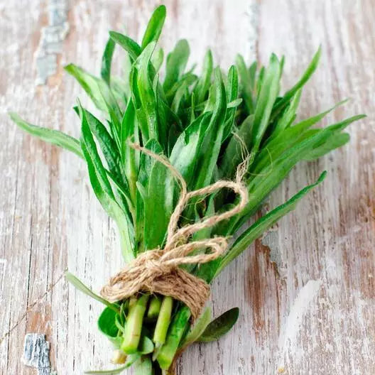 Tarragon Seeds 2000 Count Artemisia dracunculoides Culinary Herb for Cooking, Gardening, and Herb Gardens
